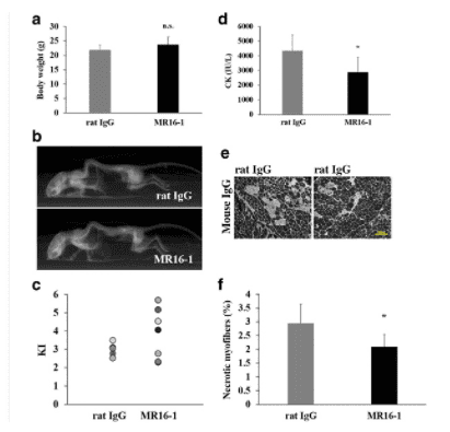 Treatment with the anti-IL-6 receptor antibody attenuates muscular dystrophy via promoting skeletal muscle regeneration in dystrophin-/utrophin-deficient mice.